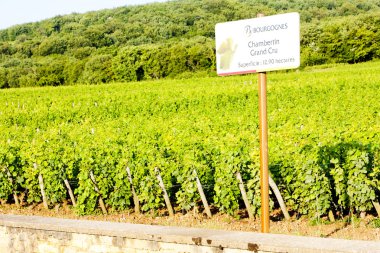 Grand cru vineyards Chambertin, Burgundy, France clipart