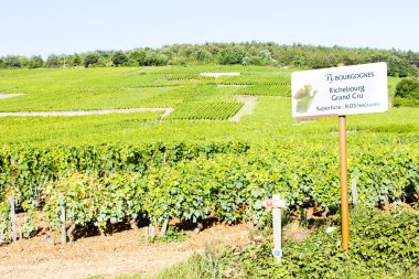 Grand cru vineyards of Richebourg, Burgundy, France clipart