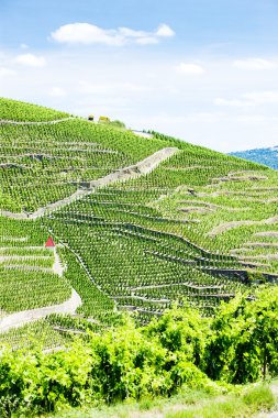 Grand cru bağlar, cote rotie, Rhône-alpes, Fransa