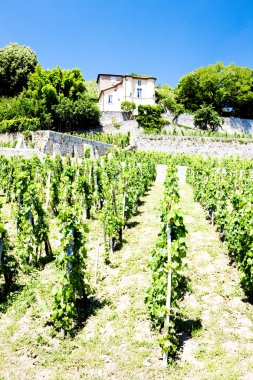 bağ, chateau grillet, Rhône-alpes, Fransa