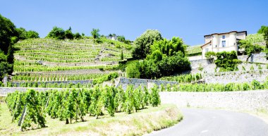 bağ, chateau grillet, Rhône-alpes, Fransa