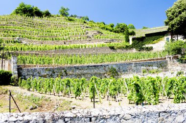 Vineyard of Chateau Grillet, Rhone-Alpes, France clipart