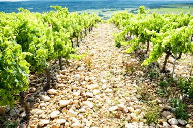 Chateauneuf-du-Pape yakınlarındaki üzüm bağları, Provence, Fransa