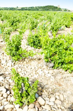 Chateauneuf-du-Pape yakınlarındaki üzüm bağları, Provence, Fransa