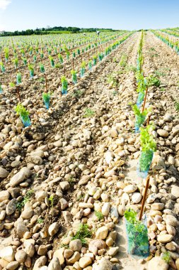 Chateauneuf-du-Pape yakınlarındaki üzüm bağları, Provence, Fransa