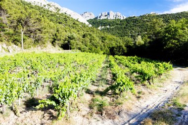 gigondas, provence, Fransa yakınındaki üzüm bağları