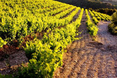 gigondas, provence, Fransa yakınındaki üzüm bağları