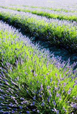 Lavender field, Drome Department, Rhone-Alpes, France clipart