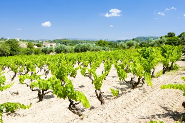 Vineyards near Bandol, Provence, France clipart