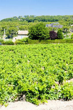 bandol, provence, Fransa yakınındaki üzüm bağları