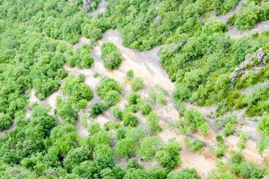 Vegetation in Verdon Gorge, Provence, France clipart