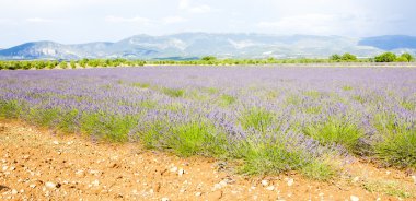 Lavanta alan, plato de valensole, provence, Fransa