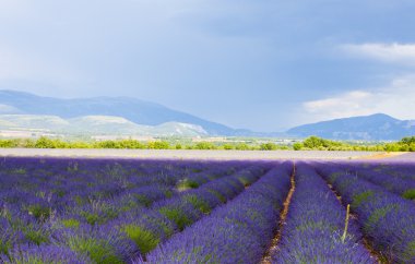 Lavanta alan, plato de valensole, provence, Fransa