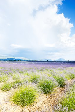 Lavanta alan, plato de valensole, provence, Fransa