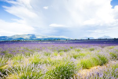 Lavanta alan, plato de valensole, provence, Fransa