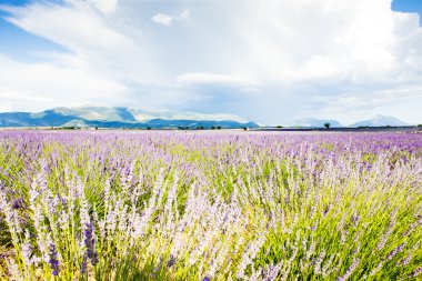 Lavanta alan, plato de valensole, provence, Fransa