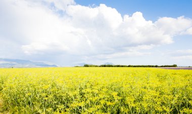 alan Yaylası de valensole, provence, Fransa