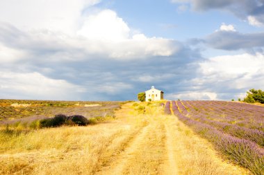 Şapel ile lavanta alan, plato de valensole, provence, fran