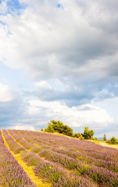 Lavanta alan, plato de valensole, provence, Fransa