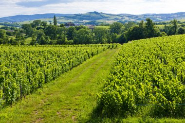 Vineyard yakınındaki pouilly-fuisse, Burgonya, Fransa