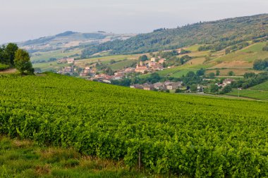 Vineyards near Chasselas, Burgundy, France clipart