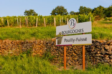 üzüm bağları, pouilly-fuisse, cote maconnais, Burgonya, Fransa