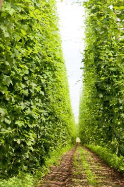 hops Garden, Çek Cumhuriyeti