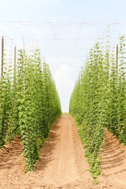 hops Garden, Çek Cumhuriyeti