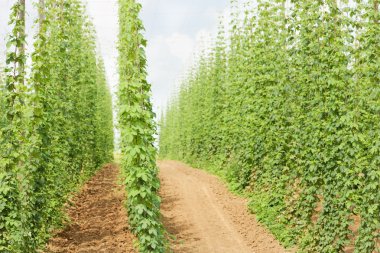 hops Garden, Çek Cumhuriyeti