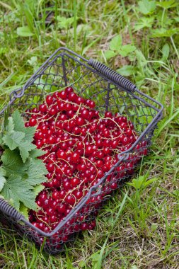 Redcurrant in basket clipart
