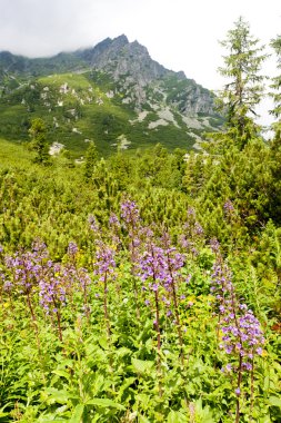 Vysoke Tatry (yüksek Tatras), Slovakya