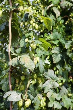 hops Garden, Çek Cumhuriyeti