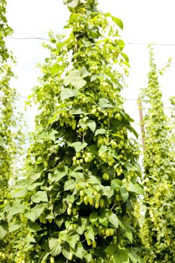 hops Garden, Çek Cumhuriyeti