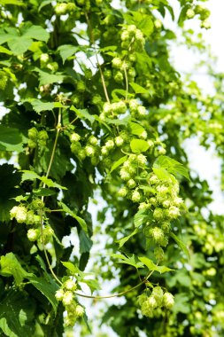 hops Garden, Çek Cumhuriyeti