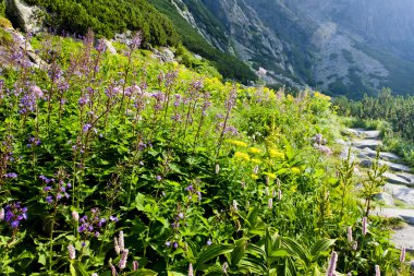 Büyük soğuk Vadisi, Vysoke Tatry (yüksek Tatras), Slovakya