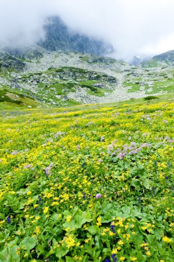 kvetnica, vysoke tatry (yüksek tatras), Slovakya