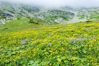 kvetnica, vysoke tatry (yüksek tatras), Slovakya
