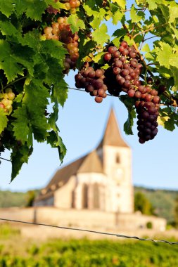 Üzüm bağı olan kilise, Hunawihr, Alsace, Fransa