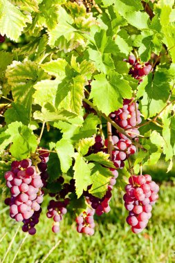 Üzüm bağında üzüm bağları (gewurztraminer), Alsace, Fransa