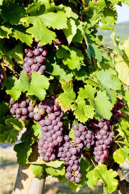 Grapevine in vineyard (gewurztraminer), Alsace, France clipart