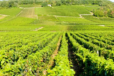 Grand cru vineyards of Echezeaux, Burgundy, France clipart