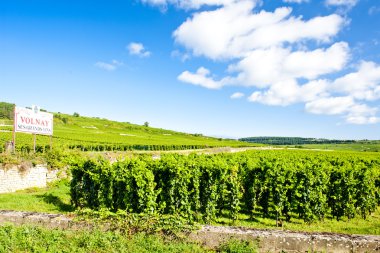 üzüm bağları cote de Beaune yakınındaki volnay, Burgonya, Fransa