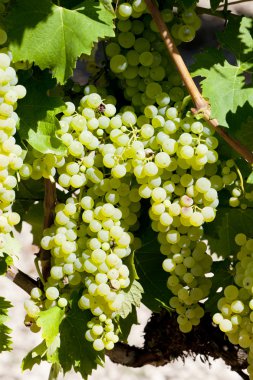 White grape in Jarnac, Poitou-Charentes, France clipart