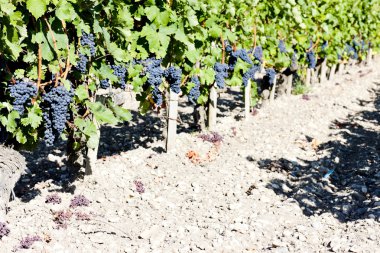 Vineyard with blue grapes in Bordeaux Region, Aquitaine, France clipart