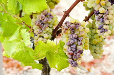 White grape in Sauternes Region, Aquitaine, France clipart