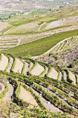 vineyars douro Valley, Portekiz