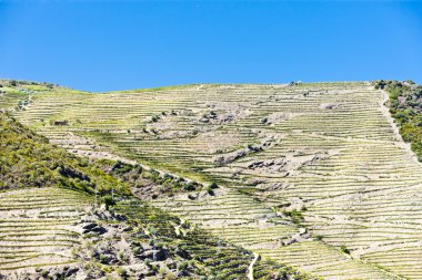 vineyars douro Valley, Portekiz