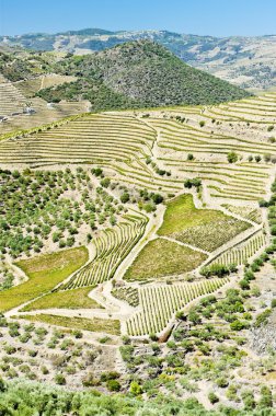 vineyars douro Valley, Portekiz