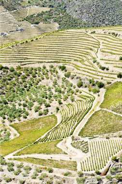 vineyars douro Valley, Portekiz