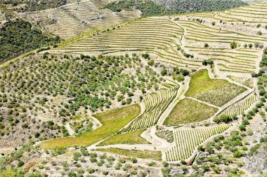 vineyars douro Valley, Portekiz